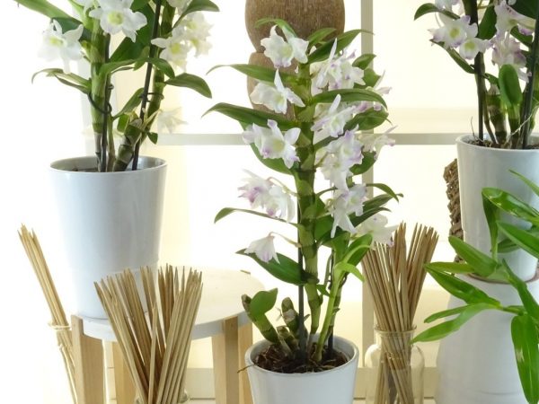 le-dendrobium-somptueuse-orchidee