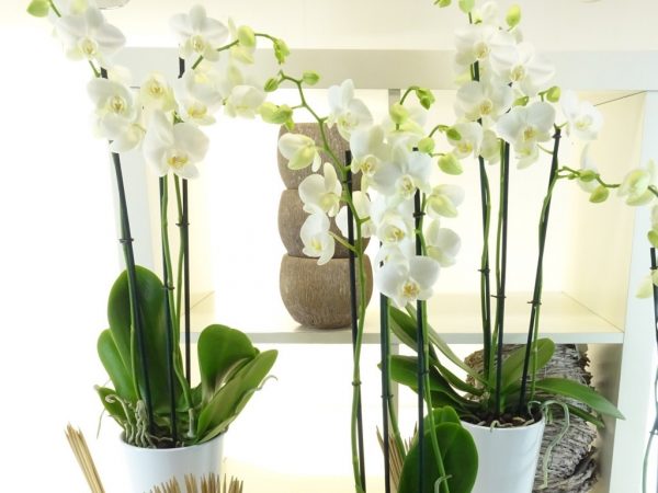 cultiver-son-orchidée
