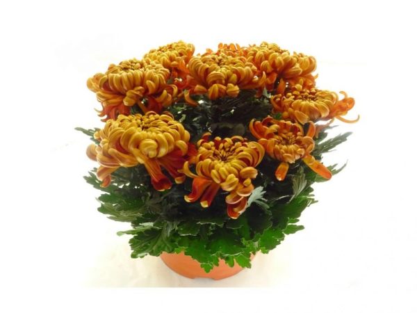 livraison-de-chrysanthemes-a-mouvaux